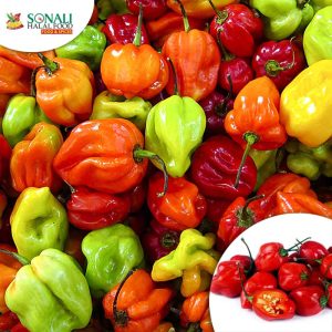 Habanero Chilli/ Rough Chilli ,Fresh